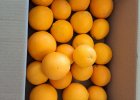 Μάζεμα Πορτοκαλιών 1